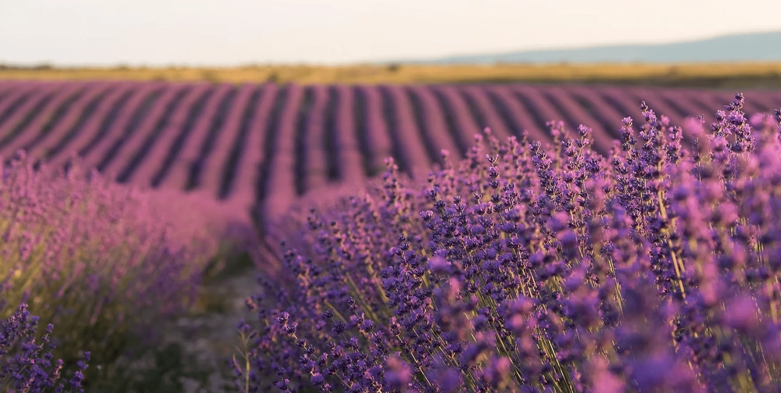 Verdon Gorge and Fields of Lavender: Full-Day Tour